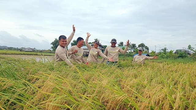 Climate-Smart Rice Farming - Luzon (placeholder image)